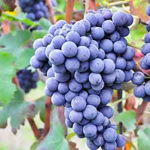 Nebbiolo