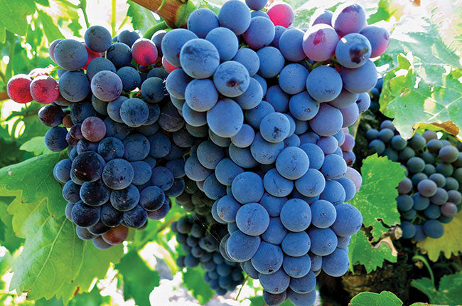 Grenache